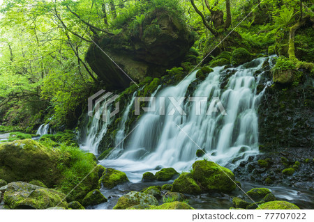 Fresh green former falls underwater water 77707022