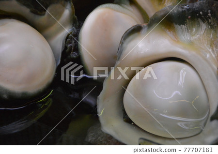 Turbo marmoratus (Makishi Public Market / Naha City, Okinawa Prefecture) 77707181