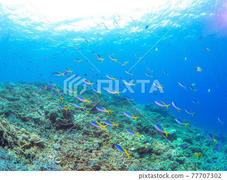 A school of colorful fish seen during a dive in Okinawa 77707302