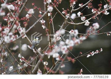 Great Tit and Plum Sakura Castle Ruins Park 77708139