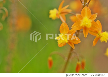 哈納蘆薈橙花 哈納蘆薈橙花 77708463