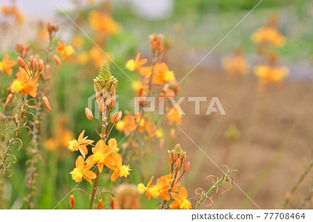 Orange flower of Hana aloe 77708464