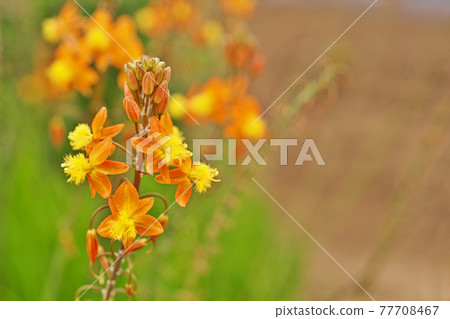 Orange flower of Hana aloe 77708467