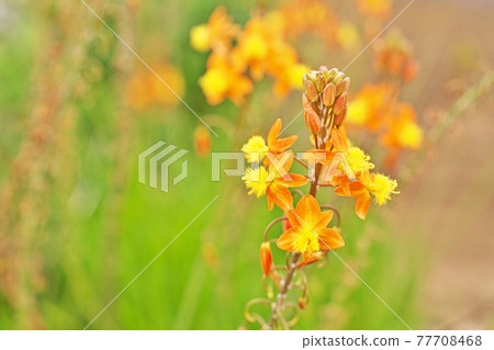 Orange flower of Hana aloe 77708468