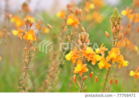 Orange flower of Hana aloe 77708471