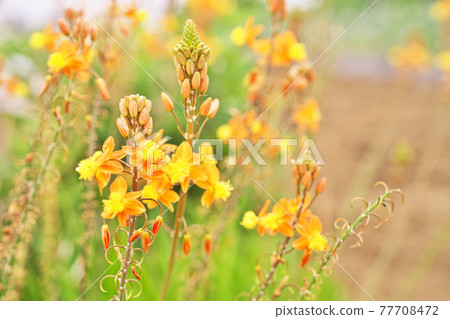 Orange flower of Hana aloe 77708472