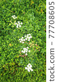 White alpine plants and moss 77708605