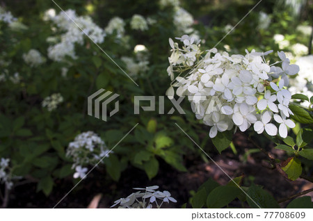 White flowers of Panicled hydrangea are in bloom in the hydrangea garden. The scientific name is Hydrangea paniculata. White flowers of Panicled hydrangea are in bloom in the hydrangea garden. The scientific name is Hydrangea paniculata. 77708609