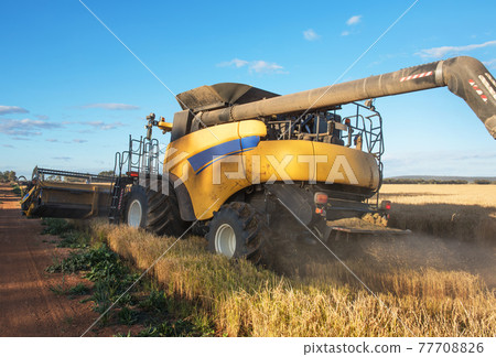 Harvesting Rice Harvesting Rice 77708826