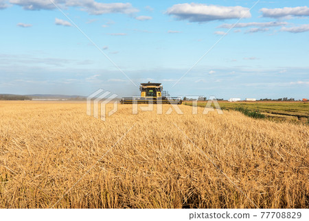 Harvesting Rice Harvesting Rice 77708829