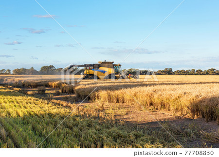 Harvesting Rice 77708830