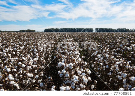 Cotton Fields 77708891