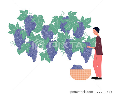 Man character picking ripe grapes in vineyard flat vector illustration isolated. Man character picking ripe grapes in vineyard flat vector illustration isolated. 77709543