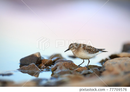 Red-necked stint (Calidris ruficollis) Red-necked stint (Calidris ruficollis) 77709576