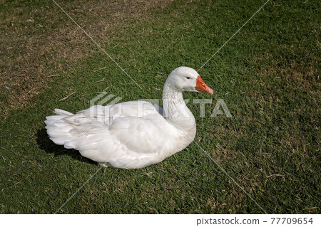 A Grey Goose On Grass A Grey Goose On Grass 77709654