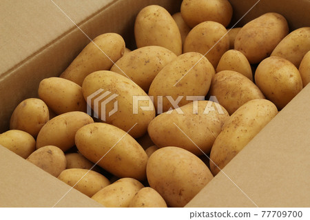 Potato (Pilka) Potato (Pilka) 77709700