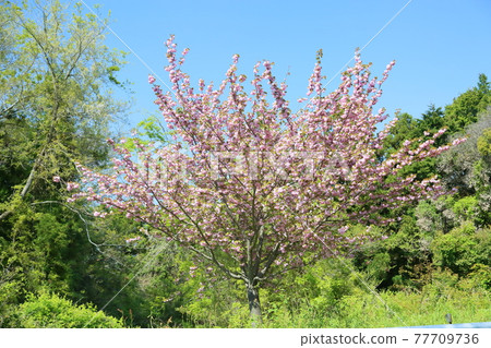 Cherry blossom peony cherry blossom 77709736