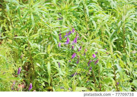Poa peach flower flowers 77709738