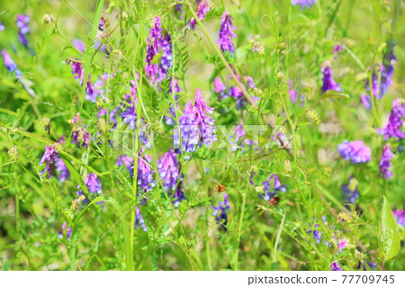 Poa peach flower flowers 77709745