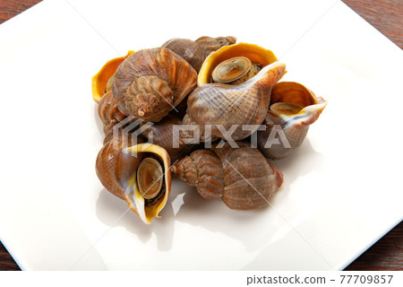 Hokkaido Ezobai shellfish, Whelk shellfish 77709857