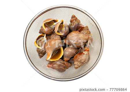 北海道蝦夷貝、螺貝 77709864