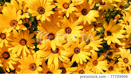 盛開的黃色雙葉藻 77709906