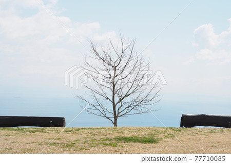 Plateau with a view of the sea Plateau with a view of the sea 77710085