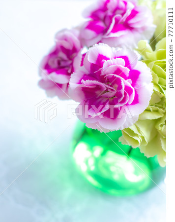 Green and pink carnations 77710111