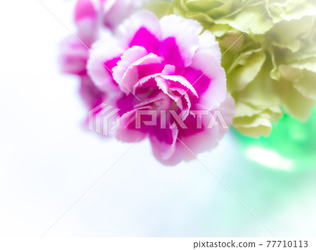 Green and pink carnations 77710113