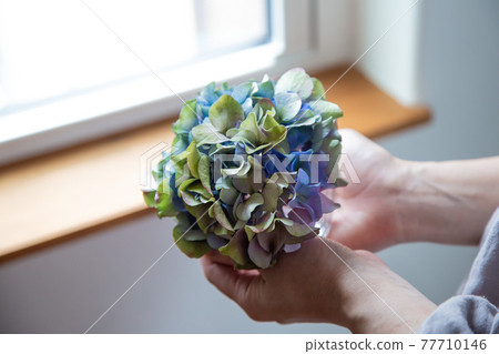 Hydrangea of dry flower 77710146