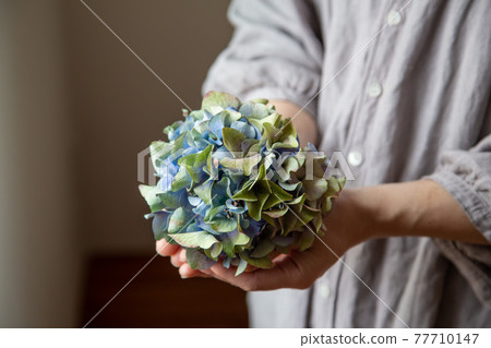 Hydrangea of dry flower 77710147
