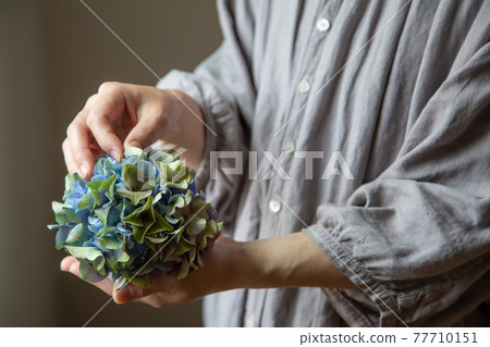 乾燥花八仙花屬 乾燥花八仙花屬 77710151