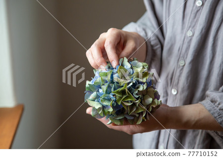 乾燥花八仙花屬 乾燥花八仙花屬 77710152