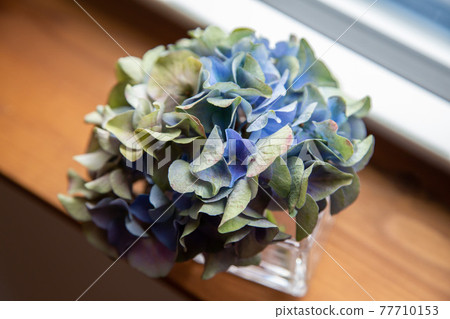乾燥花八仙花屬 77710153