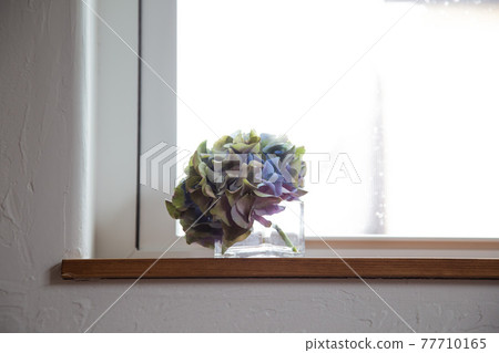 乾燥花八仙花屬 77710165