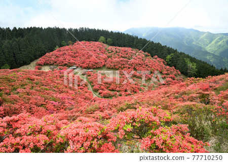 大和葛城山杜鵑園 大和葛城山杜鵑園 77710250