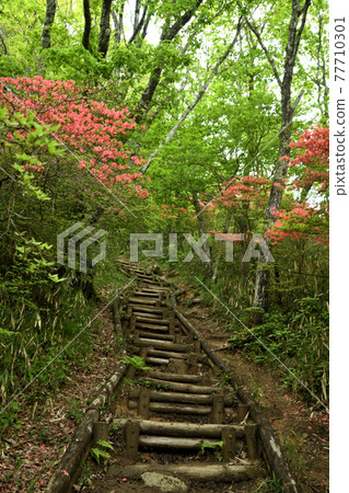 從水越山口到大和葛木山的徒步路線上的杜鵑花 77710301