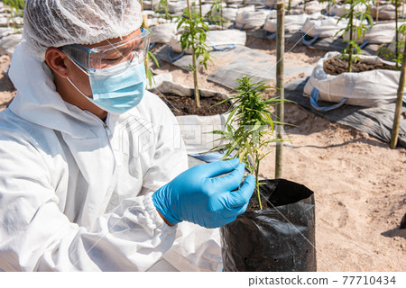 Portrait of scientist marijuana cannabis flowers in a greenhouse. Portrait of scientist marijuana cannabis flowers in a greenhouse. 77710434