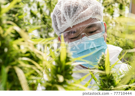 Portrait of scientist marijuana cannabis flowers in a greenhouse. 77710444