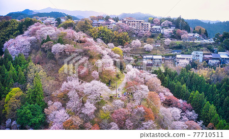 Taken from the sky with a drone! From the vicinity of Nakasenbon of "Ichimoku Senbon", a thousand cherry blossoms in Yoshinoyama, Nara Prefecture, a World Heritage Site 77710511