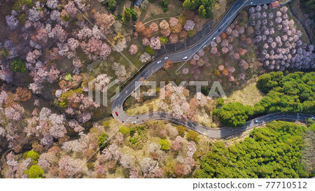 Taken from the sky with a drone! World heritage A curve from the vicinity of Senbonzakura "Ichimoku Senbon" in Yoshinoyama, Nara Prefecture, from a bird's-eye view 77710512