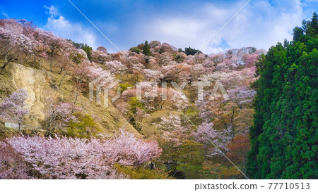 Taken from the sky with a drone! World heritage: Overlooking the vicinity of Senbonzakura "Ichimoku Senbon" in Yoshinoyama, Nara Prefecture 77710513