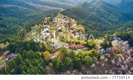 Taken from the sky with a drone! World heritage Senbonzakura "Ichimoku Senbon" in Yoshinoyama, Nara Prefecture and the townscape Taken from the sky with a drone! World heritage Senbonzakura "Ichimoku Senbon" in Yoshinoyama, Nara Prefecture and the townscape 77710514