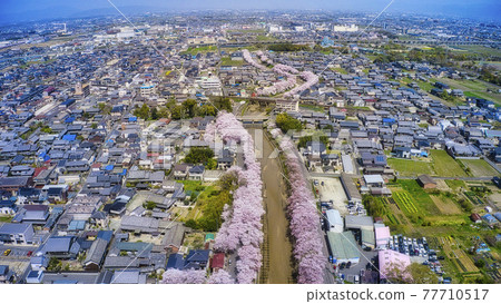 用無人機從高空俯瞰奈良縣柏原市曾我川沿岸的櫻花樹 用無人機從高空俯瞰奈良縣柏原市曾我川沿岸的櫻花樹 77710517