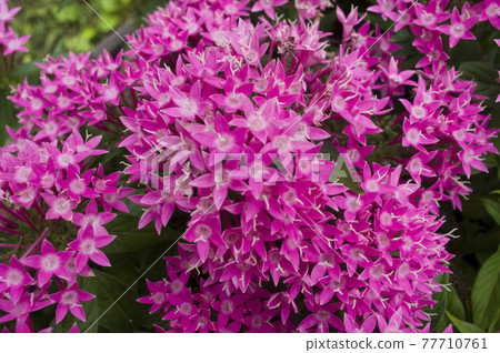 Pink pentas flowers are in bloom on the flowerbeds of the park. The scientific name is Pentas lanceolata. Pink pentas flowers are in bloom on the flowerbeds of the park. The scientific name is Pentas lanceolata. 77710761