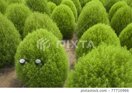 It looks like a creature with the eyes of Kokia in the park. It looks like a creature with the eyes of Kokia in the park. 77710966