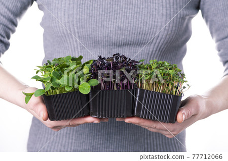 A woman in a gray T-shirt holds micro greens of radish and sunflower on a white background. Microgreen delivery, healthy organic food A woman in a gray T-shirt holds micro greens of radish and sunflower on a white background. Microgreen delivery, healthy organic food 77712066