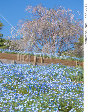 Blue sky and nemophila field Blue sky and nemophila field 77712217