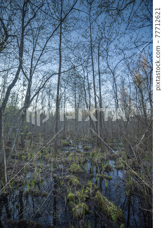 East European swamps. Ecological reserve. 77712621