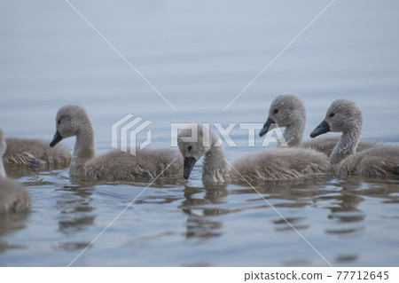 little swans swim with their parents 77712645